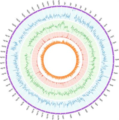 Sipunculus nudus genome provides insights into evolution of spiralian phyla and development